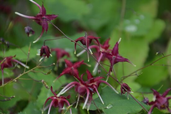 Epimedium Red Maximum- epimēdija